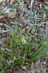 Sandywoods sedge